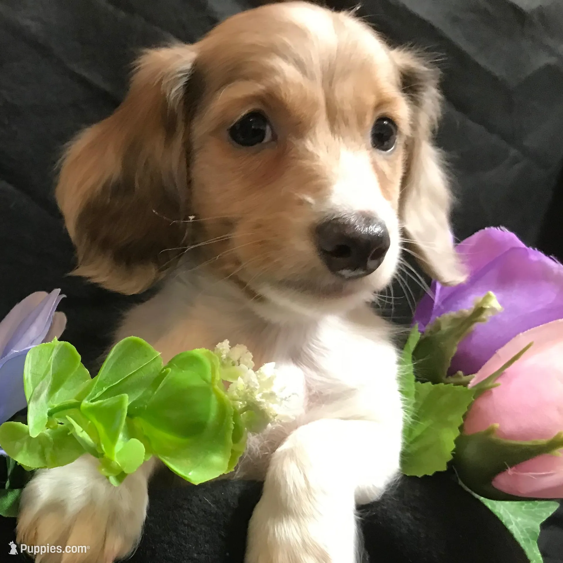 M&M, a male Miniature Dachshund for sale in Littleton, CO – Photo 4 of 7