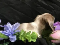 M&M, a male Miniature Dachshund for sale in Littleton, CO – Photo 3 of 7