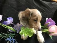 M&M, a male Miniature Dachshund for sale in Littleton, CO – Photo 5 of 7