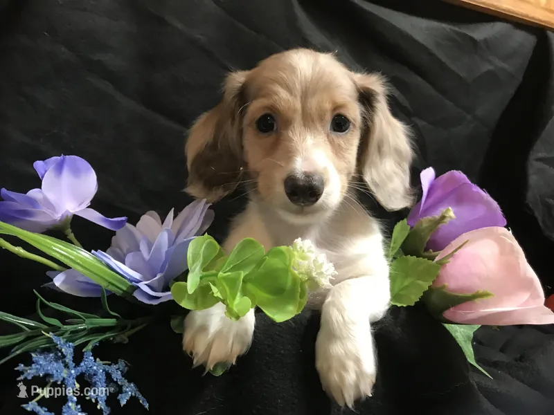 M&M – Miniature Dachshund puppy for sale in Littleton, CO
