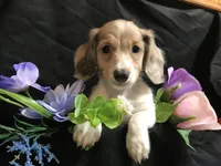 M&M, a male Miniature Dachshund for sale in Littleton, CO – Photo 1 of 7