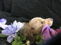 M&M, a male Miniature Dachshund for sale in Littleton, CO – Photo 2 of 7