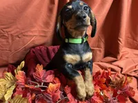 Rigatoni, a male Miniature Dachshund for sale in Littleton, CO – 5 of 9