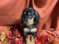 Rigatoni, a male Miniature Dachshund for sale in Littleton, CO – 6 of 9