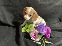 Cinnamon, a female Miniature Dachshund for sale in Littleton, CO – 6 of 8