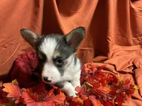 Nestlé, a female Pembroke Welsh Corgi for sale in Littleton, CO – 8 of 8