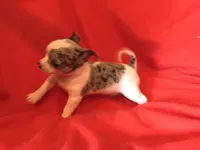 Joe, a male Chihuahua for sale in Littleton, CO – Photo 6 of 7