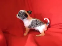 Joe, a male Chihuahua for sale in Littleton, CO – Photo 7 of 7