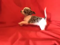 Joe, a male Chihuahua for sale in Littleton, CO – Photo 3 of 7