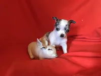 Joe, a male Chihuahua for sale in Littleton, CO – Photo 5 of 7