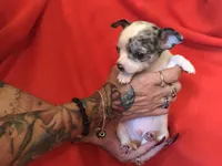 Joe, a male Chihuahua for sale in Littleton, CO – Photo 2 of 7