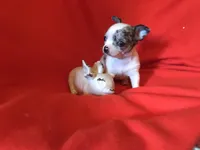 Joe, a male Chihuahua for sale in Littleton, CO – Photo 1 of 7