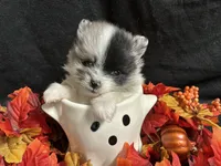 Sparkles, a female Pomeranian for sale in Littleton, CO – 4 of 8