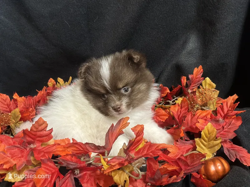 Firecraker – Pomeranian puppy for sale in Littleton, CO