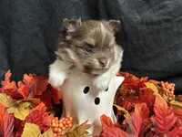Celebration, a female Pomeranian for sale in Littleton, CO – 6 of 7