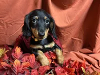 Macaroni, a female Miniature Dachshund for sale in Littleton, CO – 2 of 8