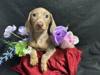 Paprika, a female Miniature Dachshund for sale in Littleton, CO – 5 of 7
