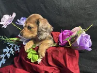 Rosemary, a female Miniature Dachshund for sale in Littleton, CO – 5 of 9