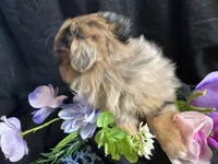 Kit kat, a female Pomeranian and Yorkshire Terrier for sale in Littleton, CO – Photo 7 of 7