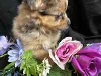 Kit kat, a female Pomeranian and Yorkshire Terrier for sale in Littleton, CO – Photo 6 of 7