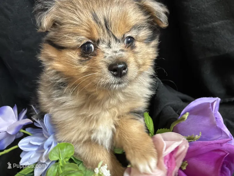 Kit kat – Pomeranian, Yorkshire Terrier puppy for sale in Littleton, CO