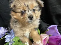 Kit kat, a female Pomeranian and Yorkshire Terrier for sale in Littleton, CO – Photo 1 of 7