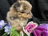 Kit kat, a female Pomeranian and Yorkshire Terrier for sale in Littleton, CO – Photo 2 of 7
