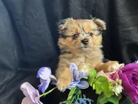 Kit kat, a female Pomeranian and Yorkshire Terrier for sale in Littleton, CO – Photo 5 of 7