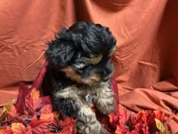 Divinity, a female Yorkshire Terrier for sale in Littleton, CO – 6 of 7
