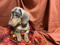 Fettuccine, a male Miniature Dachshund for sale in Littleton, CO – 6 of 6