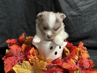 Glory, a male Pomeranian for sale in Littleton, CO – 6 of 8