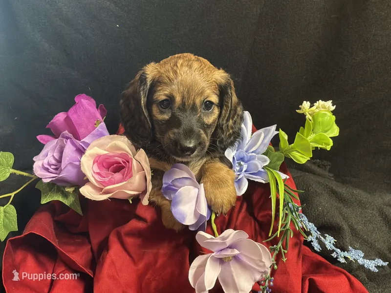 Frito – Miniature Dachshund puppy for sale in Littleton, CO
