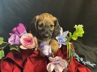Frito, a male Miniature Dachshund for sale in Littleton, CO – 1 of 8
