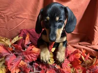 Linguine, a male Miniature Dachshund for sale in Littleton, CO – 6 of 6