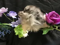 Olive, a female Pomeranian for sale in Littleton, CO – Photo 2 of 7