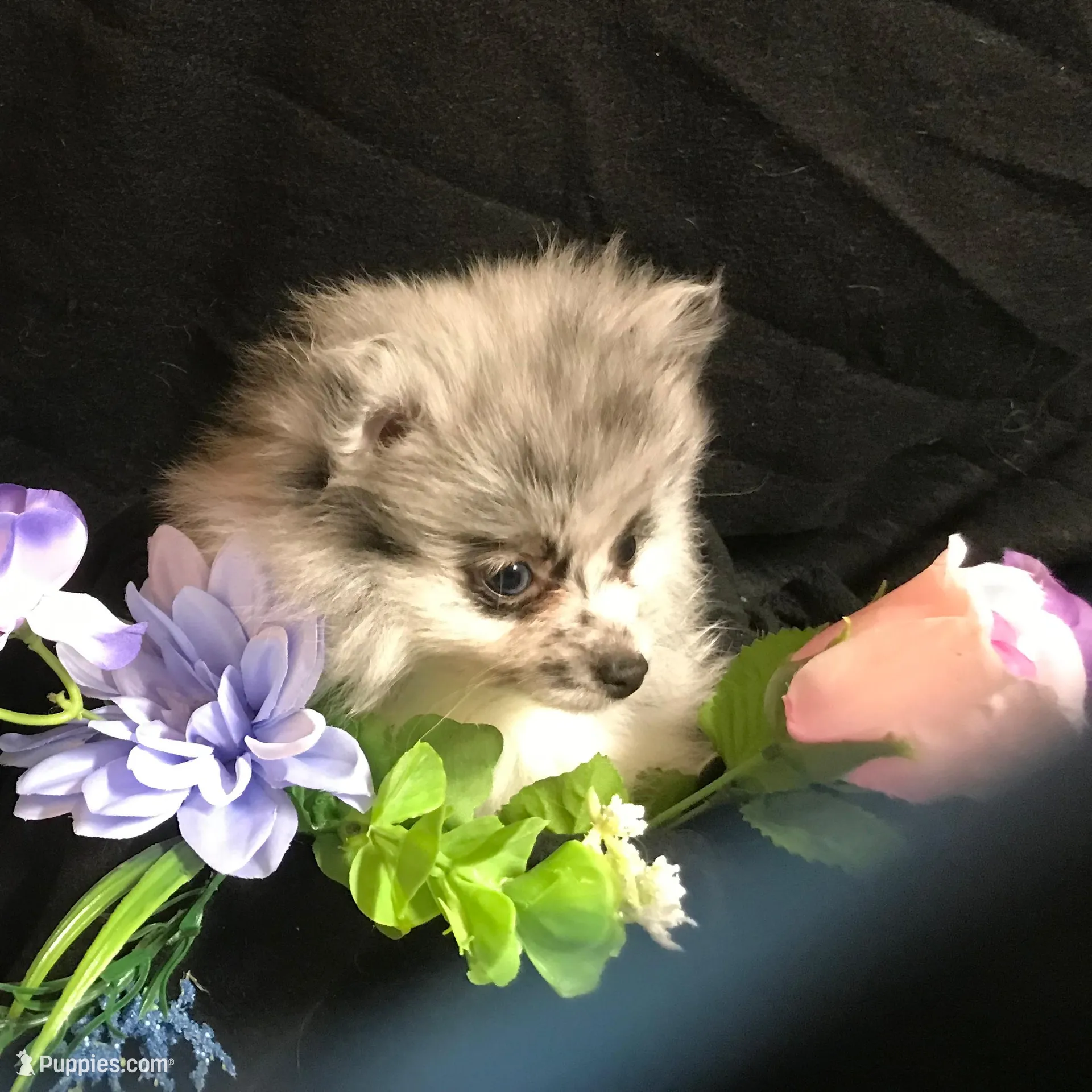 Olive, a female Pomeranian for sale in Littleton, CO – Photo 5 of 7