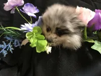 Olive, a female Pomeranian for sale in Littleton, CO – Photo 4 of 7