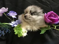 Olive, a female Pomeranian for sale in Littleton, CO – Photo 3 of 7