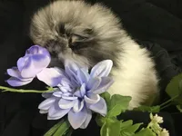 Olive, a female Pomeranian for sale in Littleton, CO – Photo 6 of 7