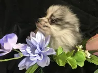 Olive, a female Pomeranian for sale in Littleton, CO – Photo 1 of 7