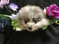 Olive, a female Pomeranian for sale in Littleton, CO – Photo 7 of 7