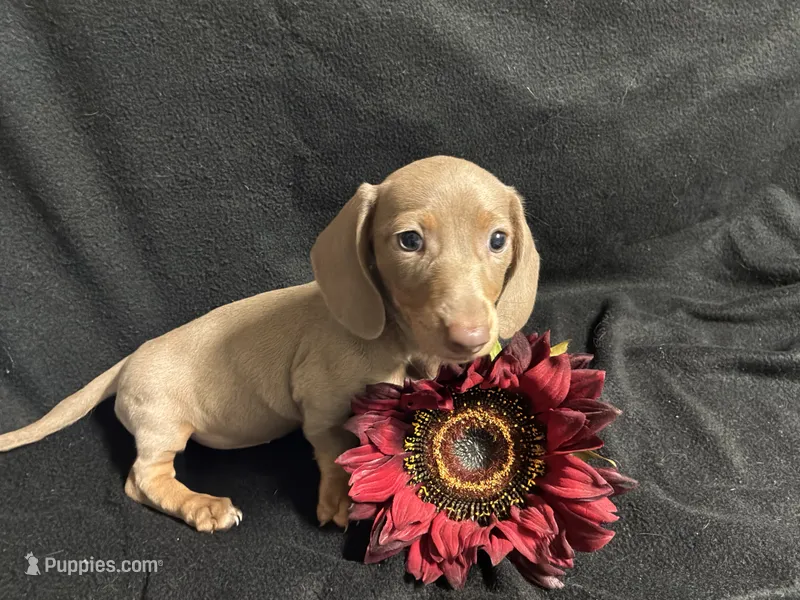 Paprika – Miniature Dachshund puppy for sale in Littleton, CO