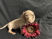 Paprika, a female Miniature Dachshund for sale in Littleton, CO – 1 of 7