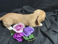 Tic tac, a male Miniature Dachshund for sale in Littleton, CO – 5 of 8