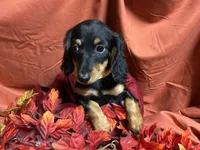 Macaroni, a female Miniature Dachshund for sale in Littleton, CO – 7 of 8