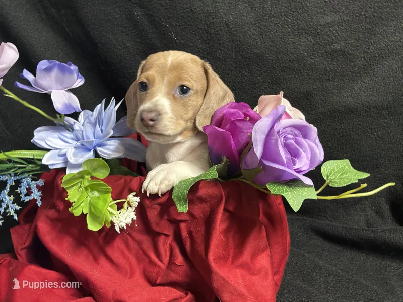 Snickers – Miniature Dachshund puppy for sale in Littleton, CO