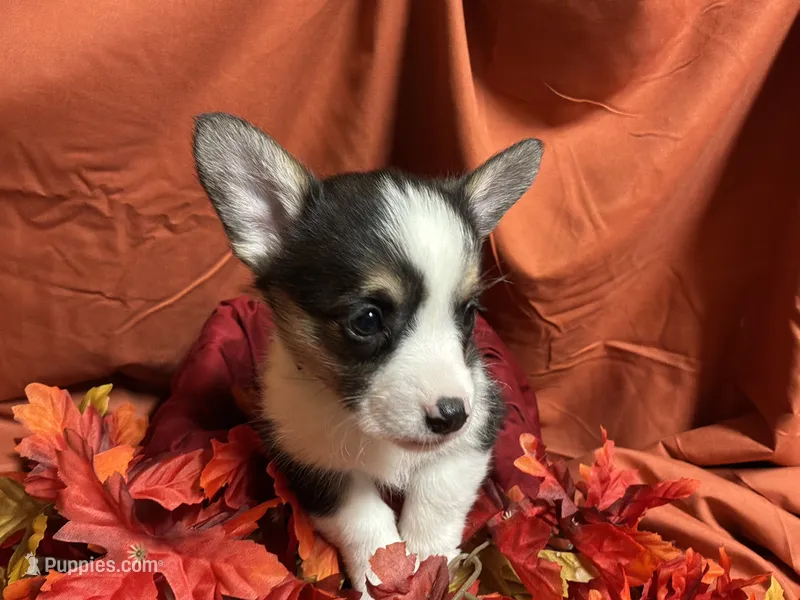 Clark – Pembroke Welsh Corgi puppy for sale in Littleton, CO