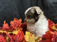 Independence, a male Pomeranian for sale in Littleton, CO – 5 of 8