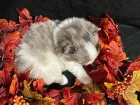 Glory, a male Pomeranian for sale in Littleton, CO – 5 of 8