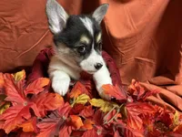 Hersery, a female Pembroke Welsh Corgi for sale in Littleton, CO – 8 of 8